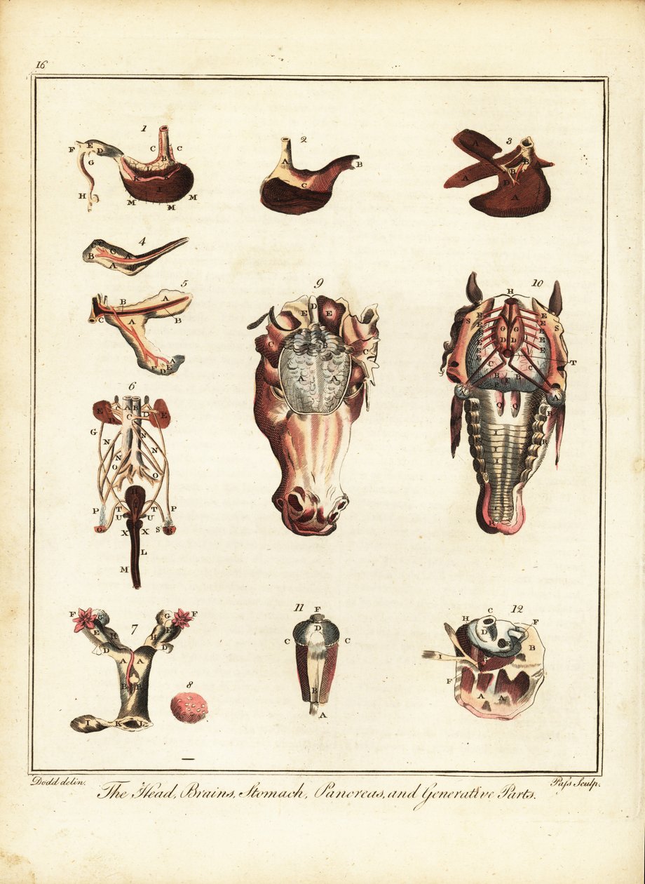 Hevosen anatomia. 1792 (kaiverrus) tekijältä Daniel (after) Dodd