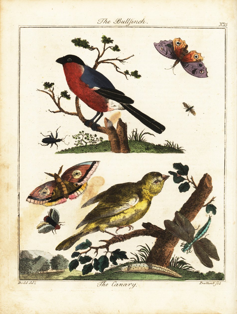 Bullfinch, kanarialintu, perhonen, koi jne. 1792 (kaiverrus) tekijältä Daniel (after) Dodd
