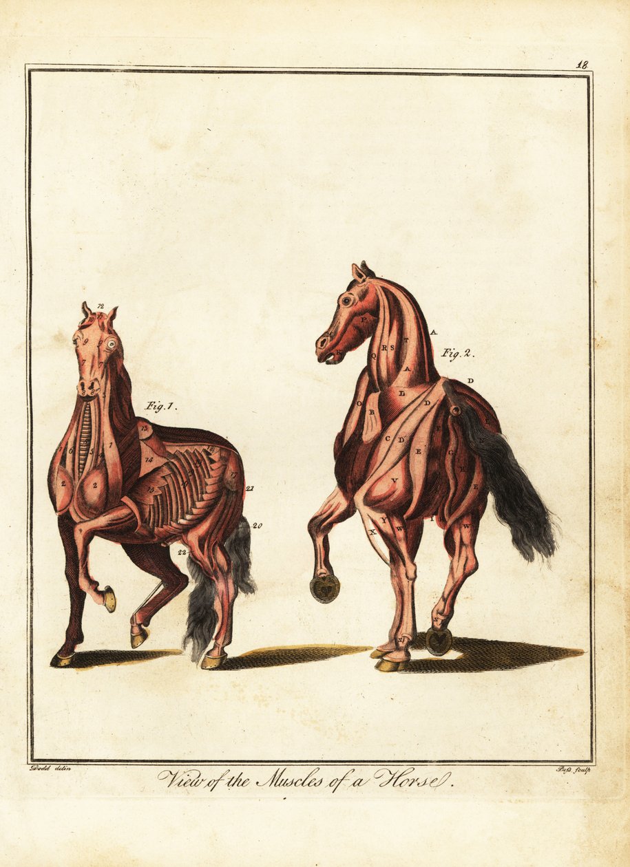 Hevosen lihaksisto. 1792 (kaiverrus) tekijältä Daniel (after) Dodd