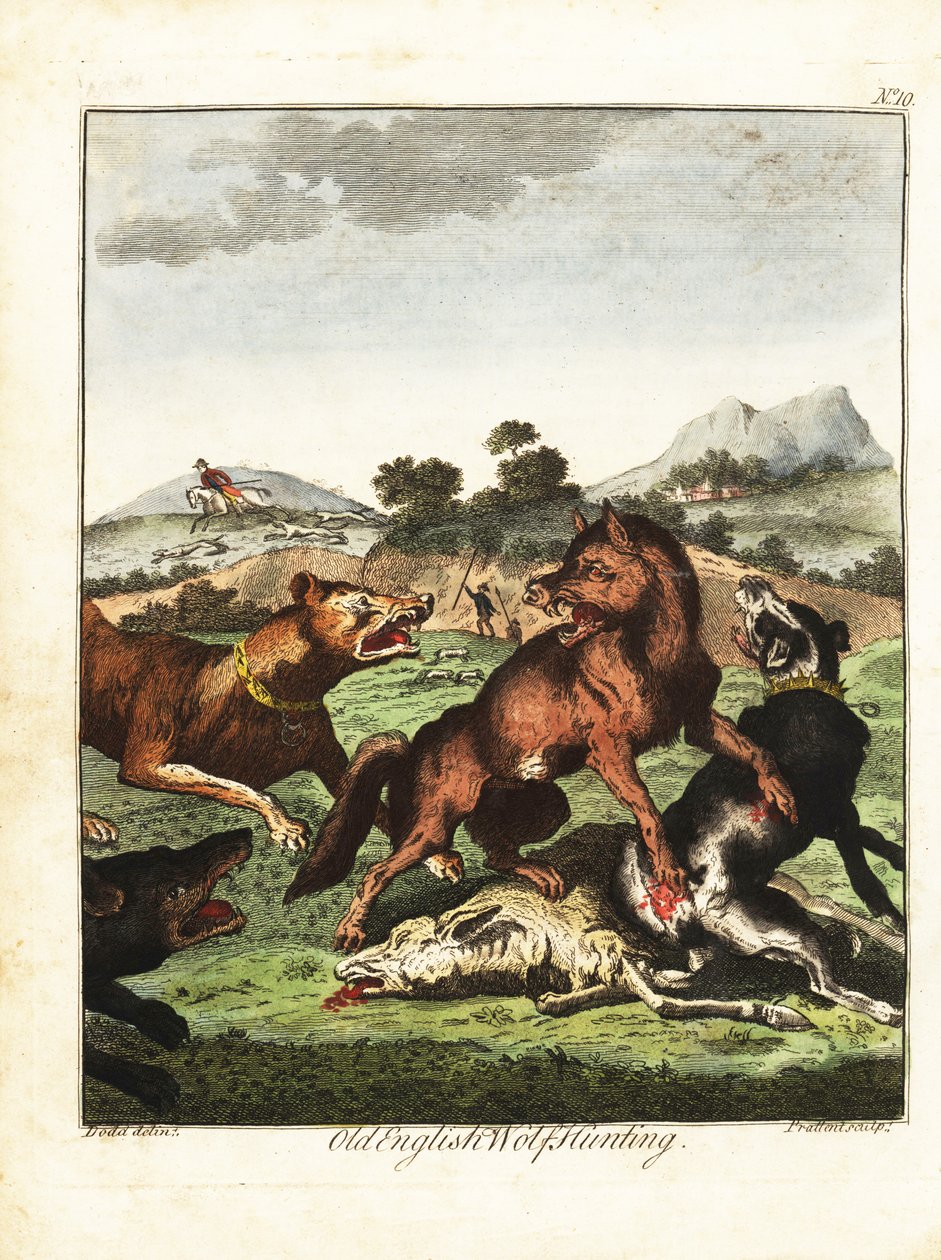 Vanha englantilainen susimetsästys. 1792 (kaiverrus) tekijältä Daniel (after) Dodd