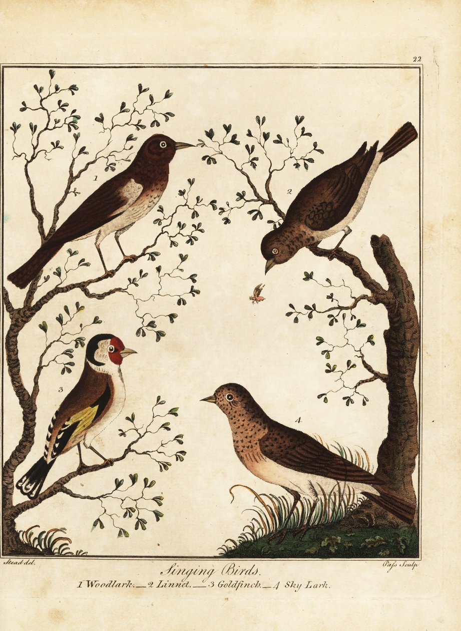 Laululinnut: metsäkiiru, pellava, kultavarpu, taivaskiuru. 1792 (kaiverrus) tekijältä Daniel (after) Dodd
