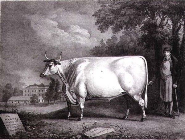 Paroni, Charles Joseph Hullamandelin (1789-1850) kaivertama palkintolyhennys (The Nannau White Cow) 1824 tekijältä Daniel Clowes
