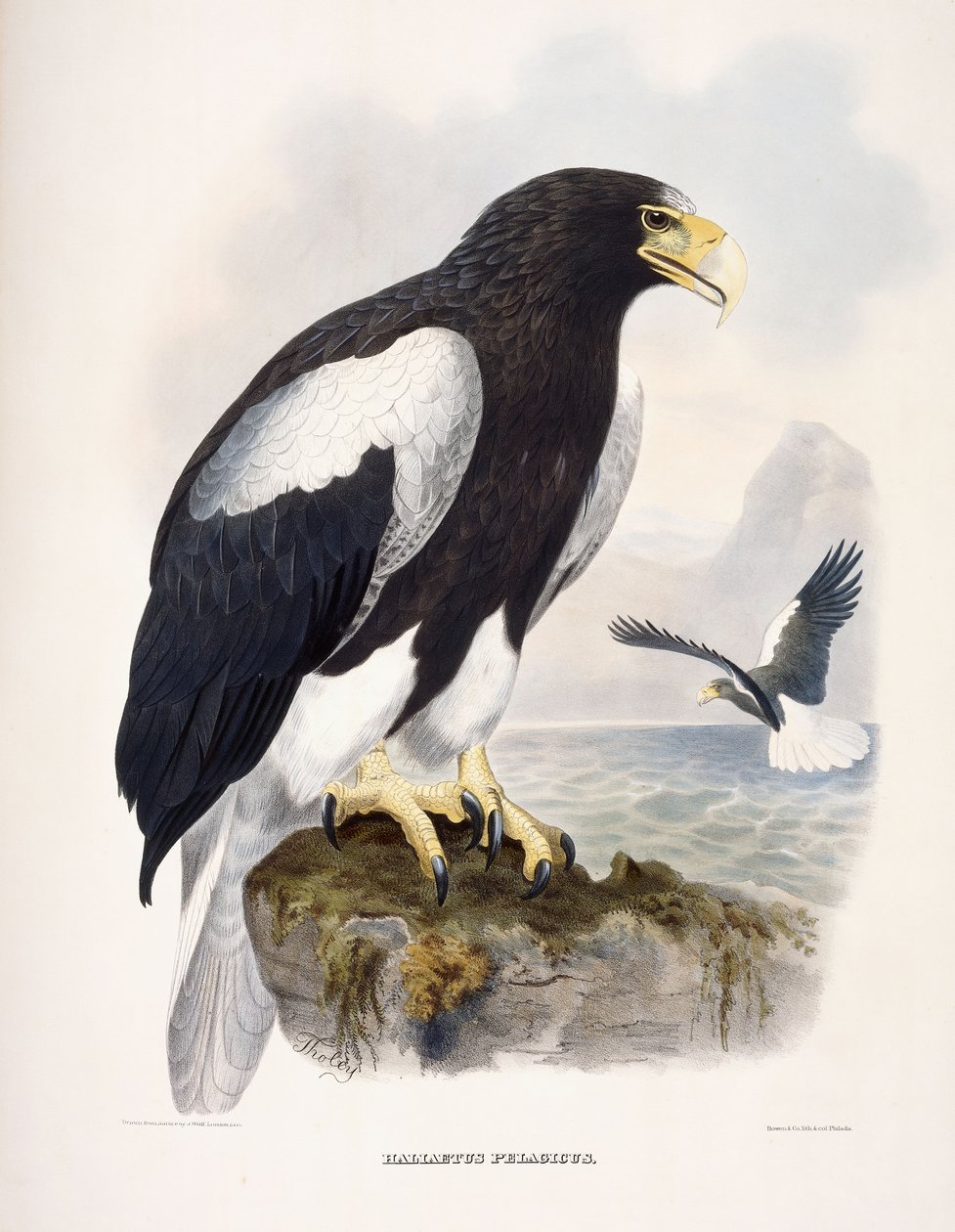 Haliaetus Pelagicus tekijältä Daniel Girard Elliot