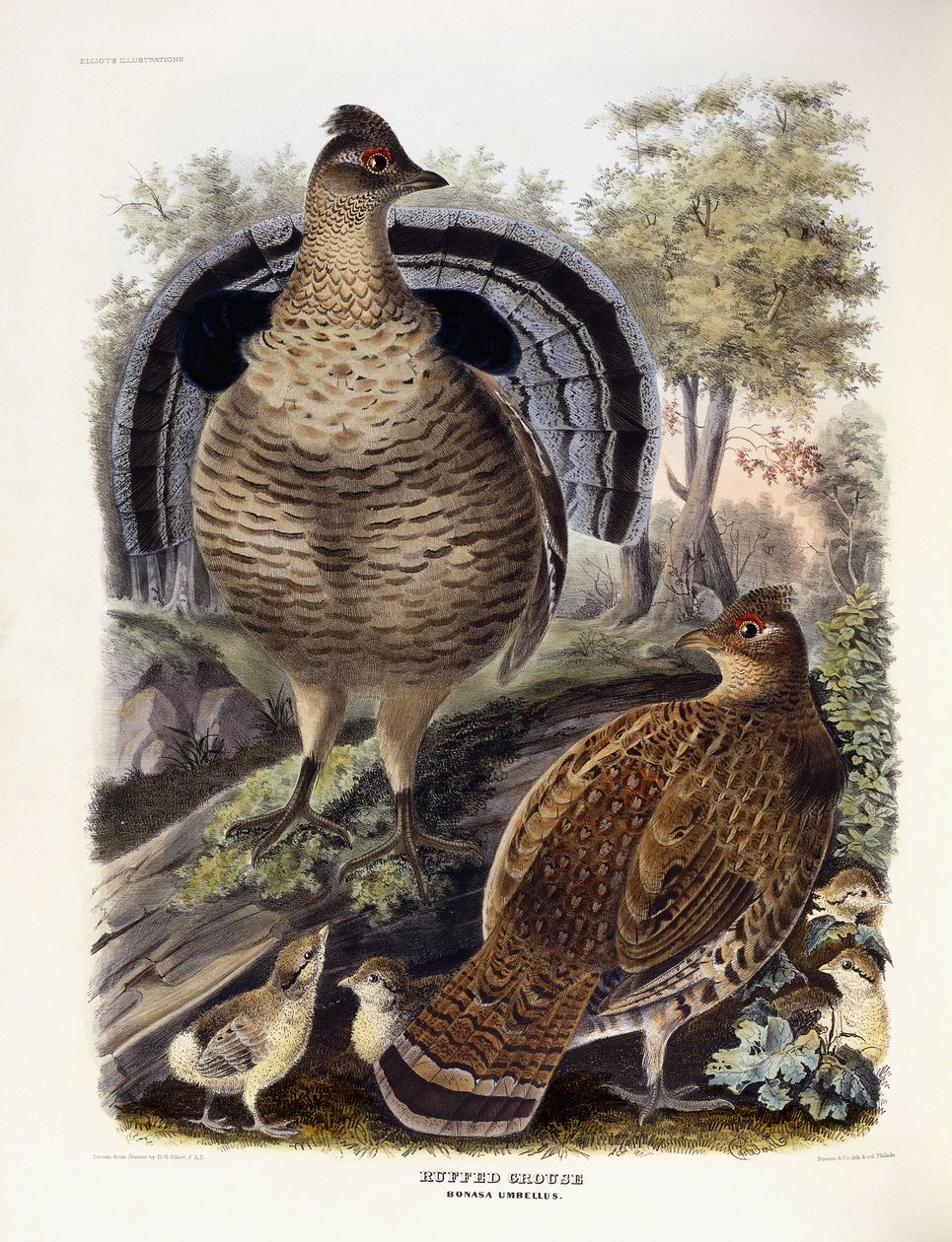 Ruffed Grouse, 1865 tekijältä Daniel Girard Elliot