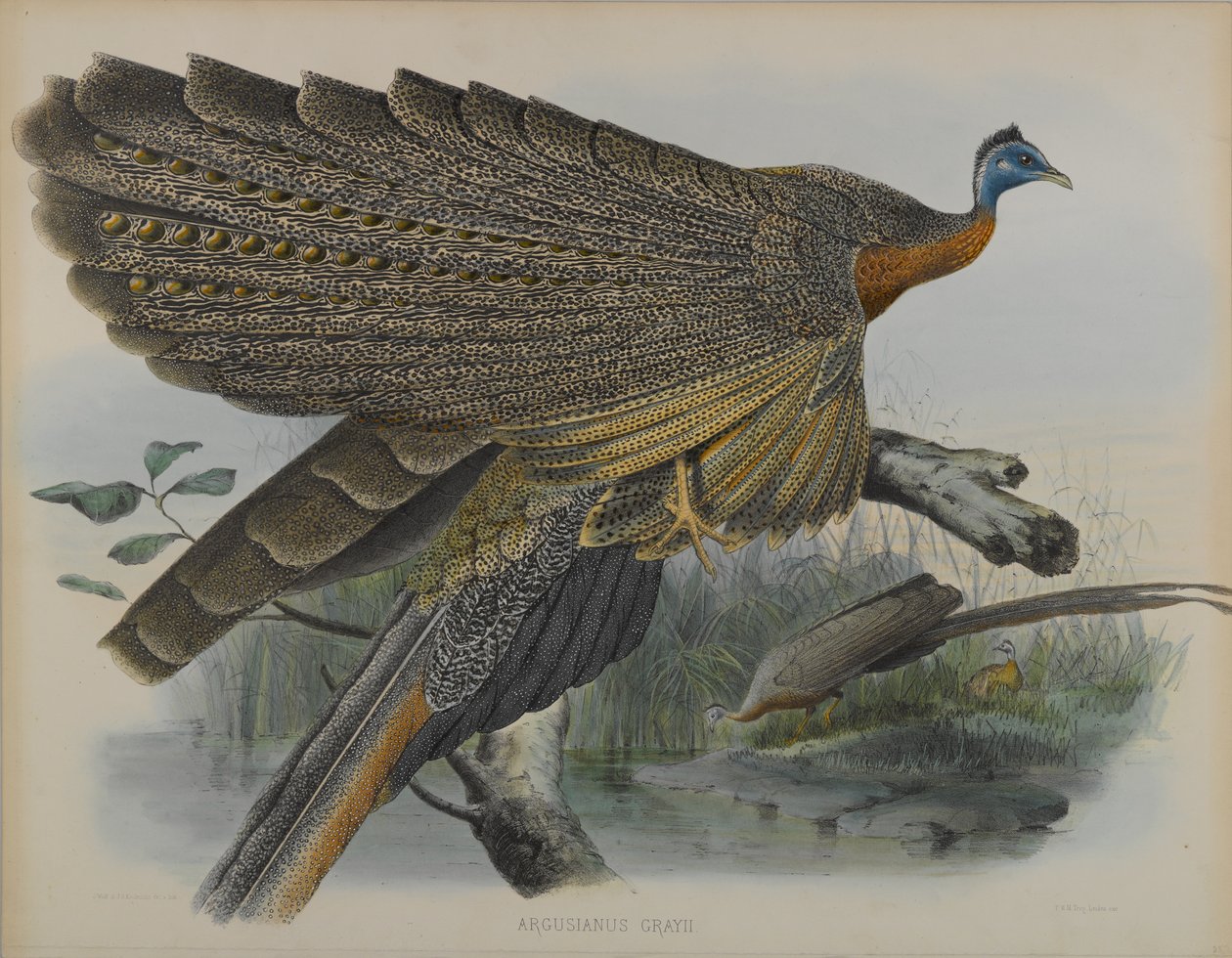 Argusianus Grayii (väri litho) tekijältä Daniel Giraud and Gould John Elliott