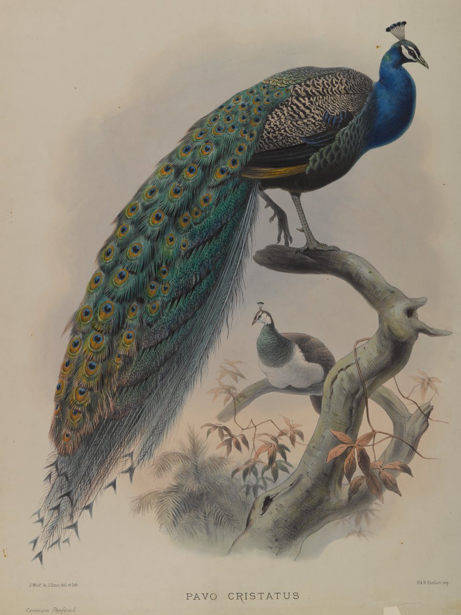 Pavo Cristatus - Peafowl (väri litho) tekijältä Daniel Giraud and Gould John Elliott