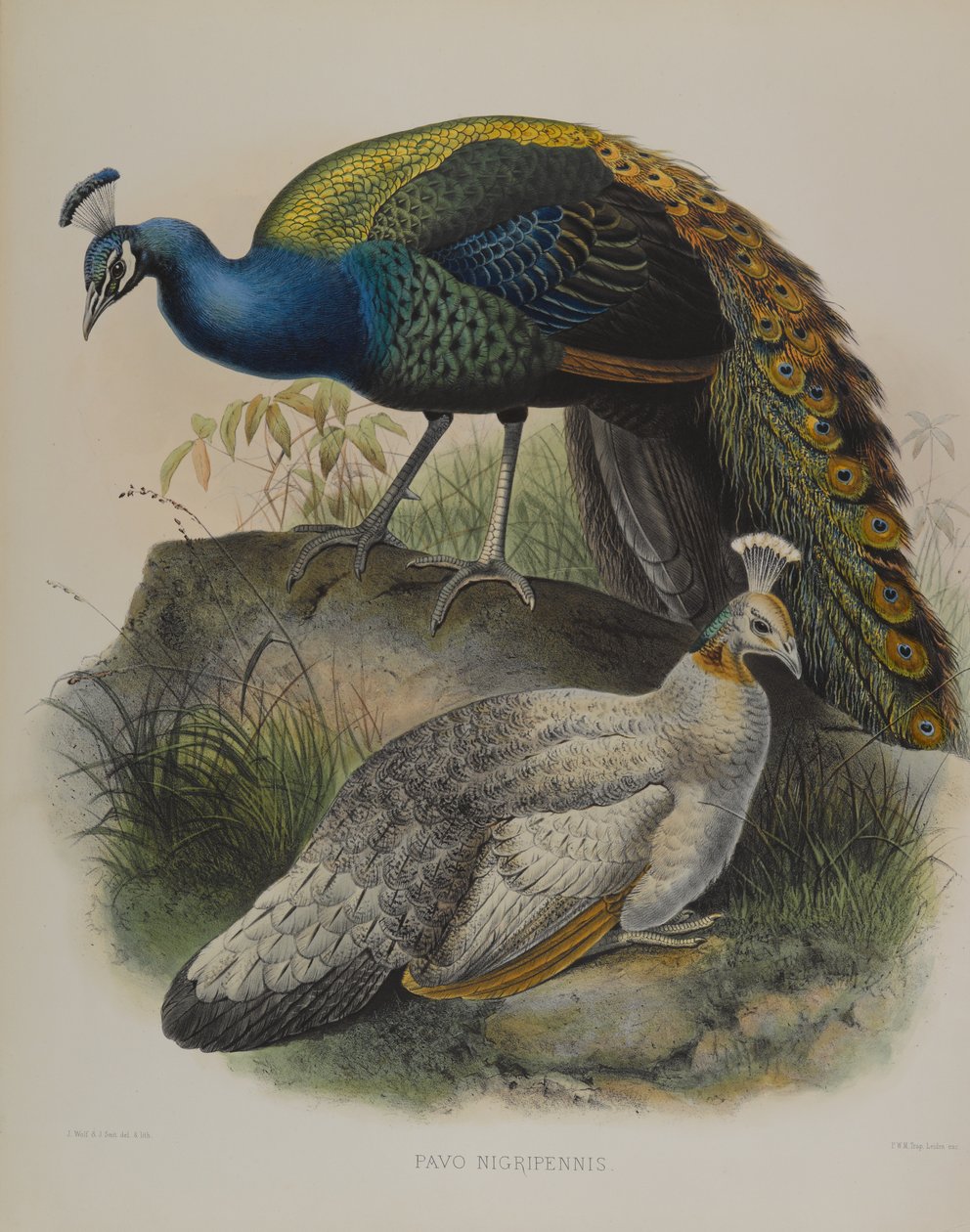 Pavo Nigripennis - Black Shouldered Fowl (väri litho) tekijältä Daniel Giraud and Gould John Elliott