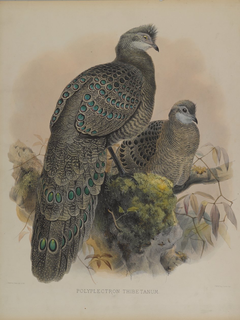 Polyplectron Tibetanum (väri litho) tekijältä Daniel Giraud and Gould John Elliott