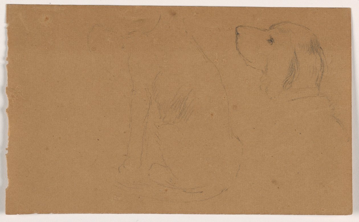 Piirros, Dash (setteri), pää ja vartalo, n. 1862. tekijältä Daniel Huntington