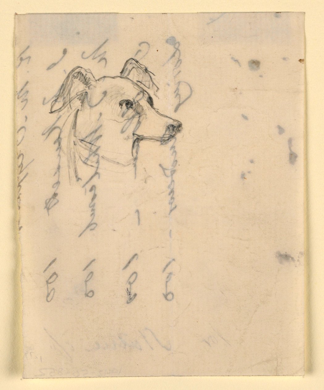 Piirros, koiran pää, luultavasti Milo (pointteri), n. 1862. tekijältä Daniel Huntington