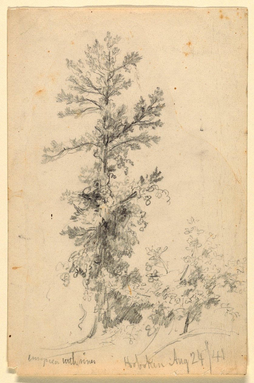 Evergreen with Vines, Hoboken tekijältä Daniel Huntington