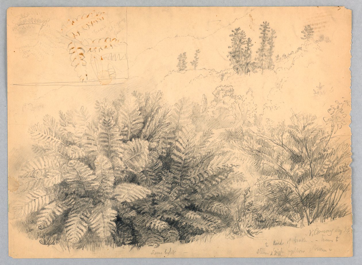 Ferns, North Conway, New Hampshire tekijältä Daniel Huntington