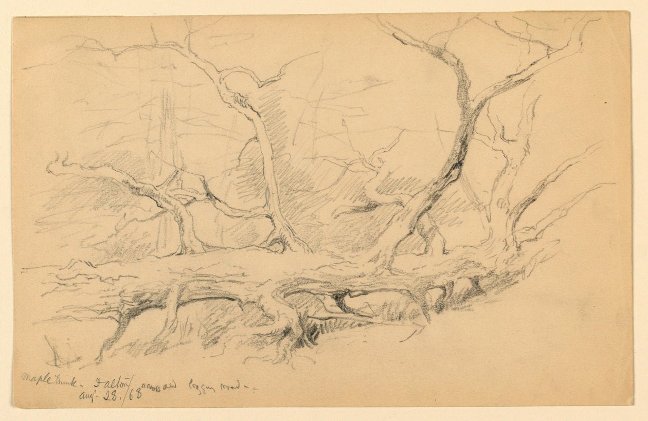 Maple Trunk, Across Old Logging Road, Dalton tekijältä Daniel Huntington