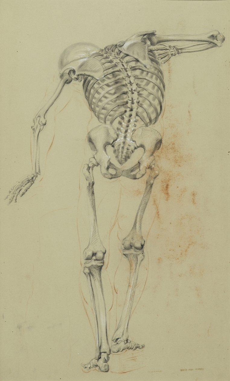 Skeleton Study, n. 1848 (liitu ja värikynä kellanruskealle paperille kiinnitettynä kartongille) tekijältä Daniel Huntington
