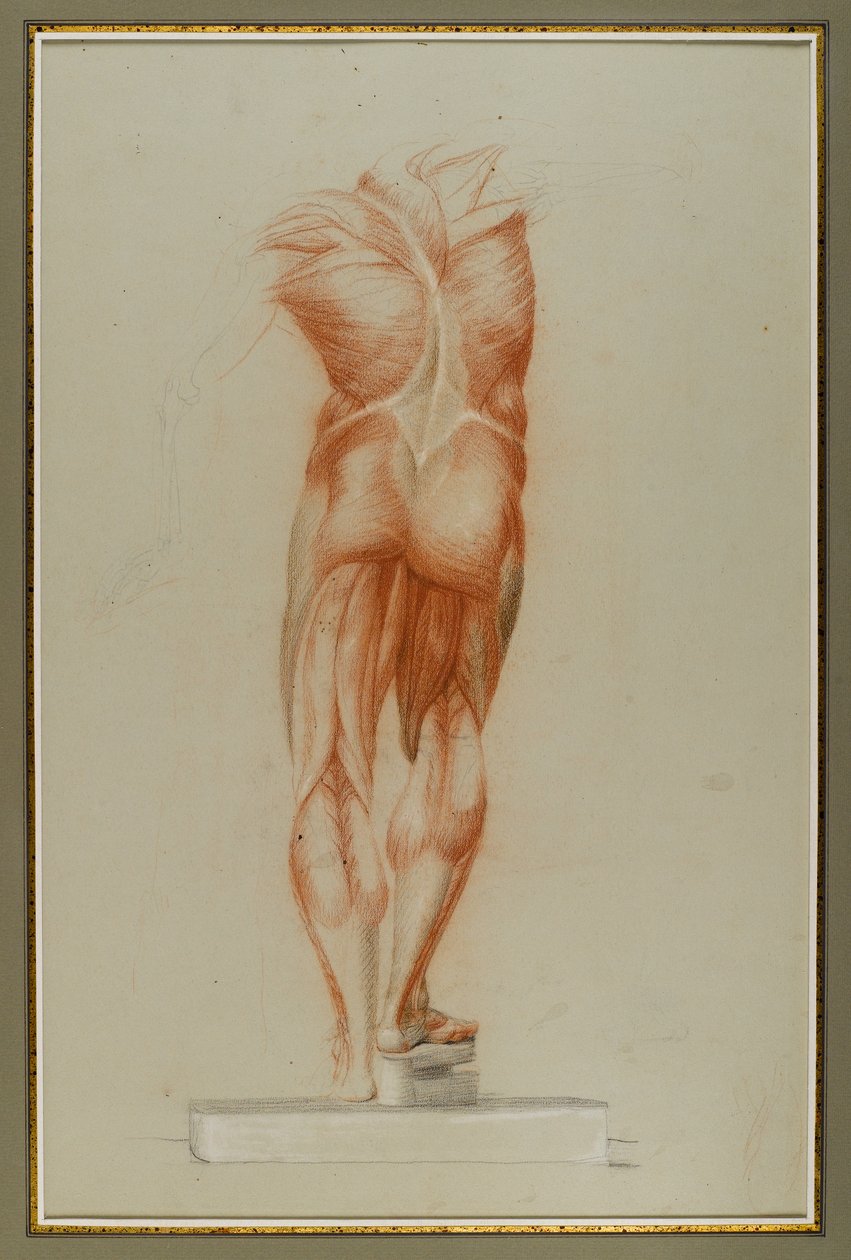 Écorché (Lihasrakenteen kuviotutkimus), n. 1848 (liitua ja grafiittia paperilla) tekijältä Daniel Huntington