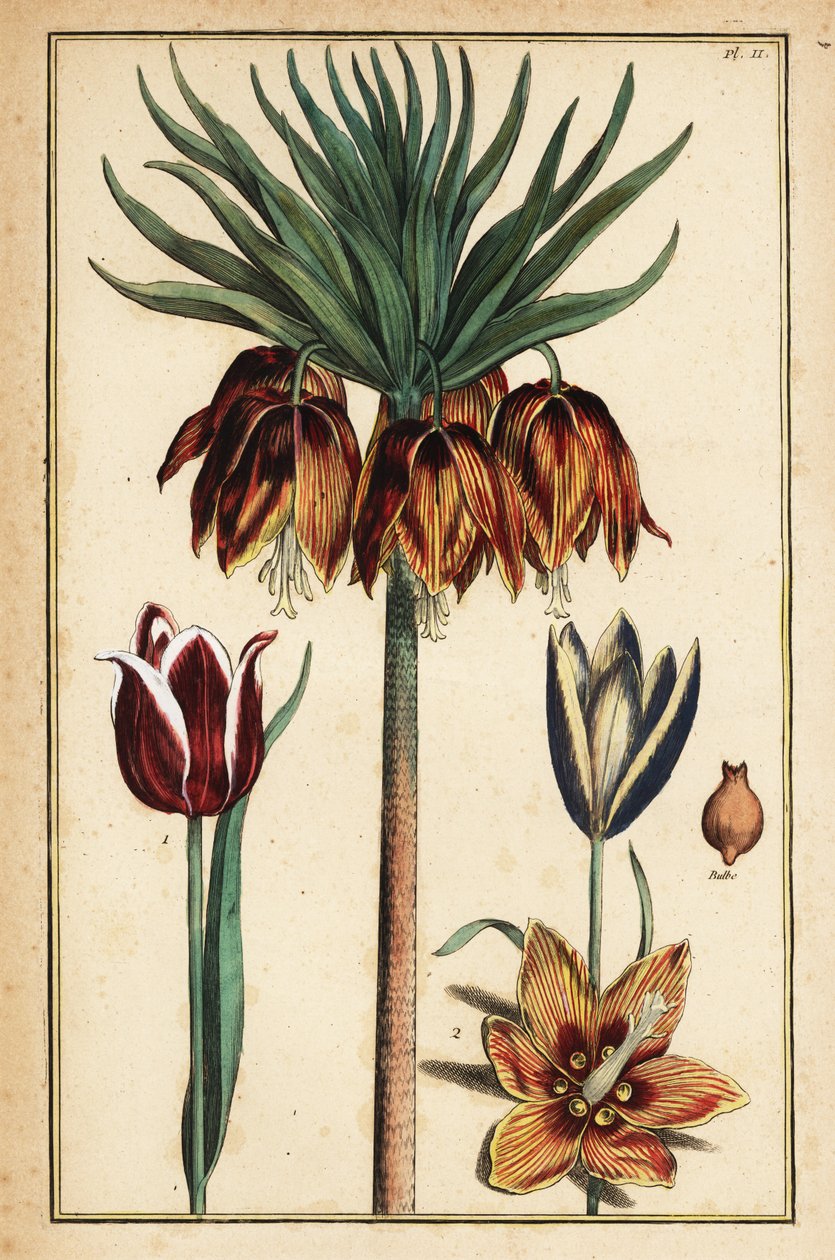 Crown Imperial Lily, Fritillaria imperialis ja Tulips, Tulipa gesneriana tekijältä Daniel Rabel