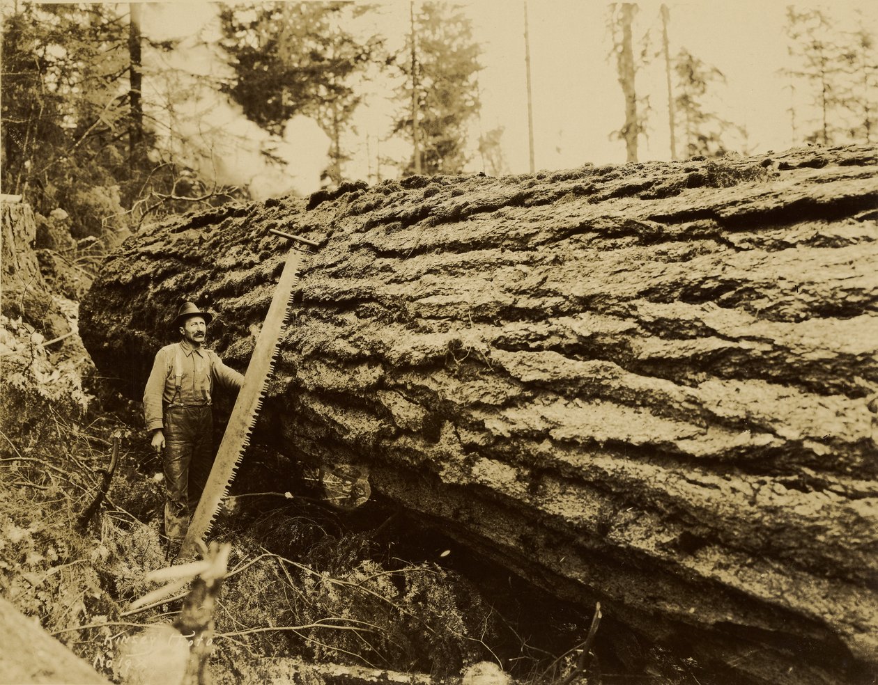 [Metsuri, sahaus ja kaadettu puu] tekijältä Darius Kinsey