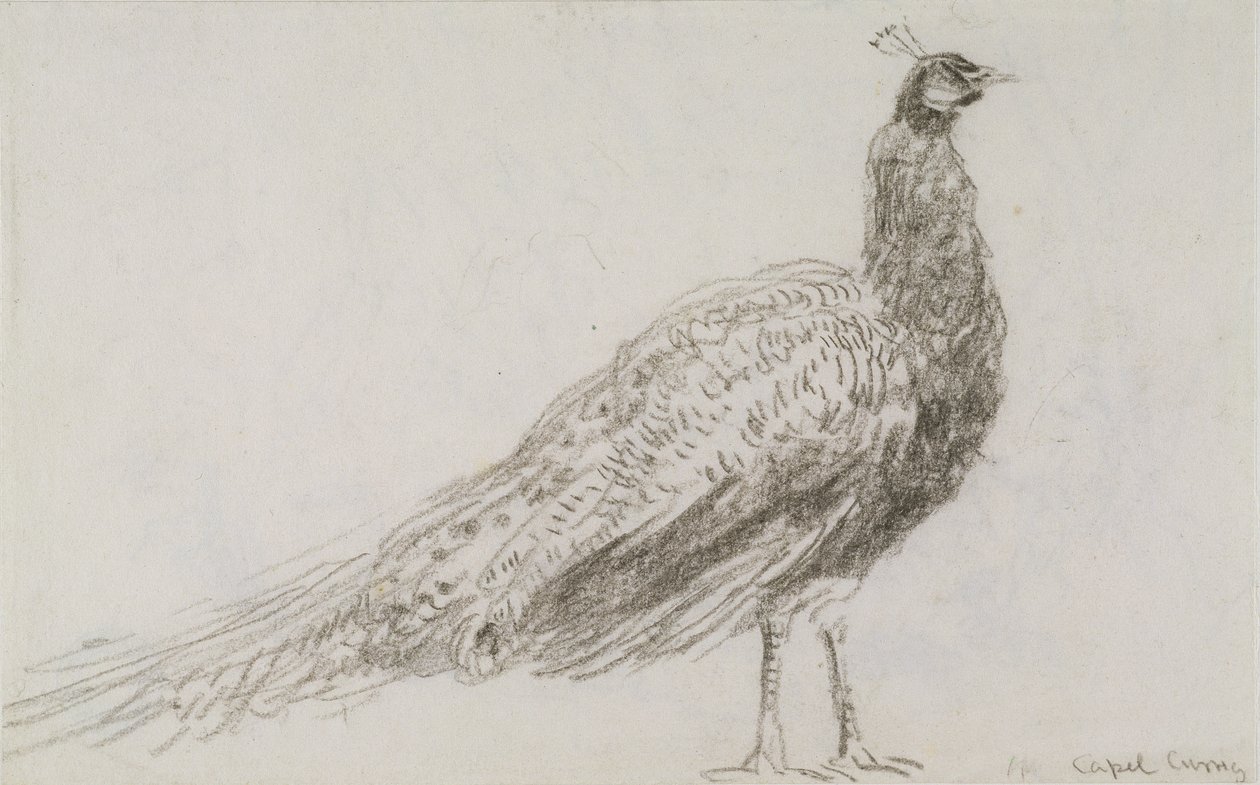 Peacock at Capel Curig, n. 1845 (musta liitu kudottupaperilla) tekijältä David Cox