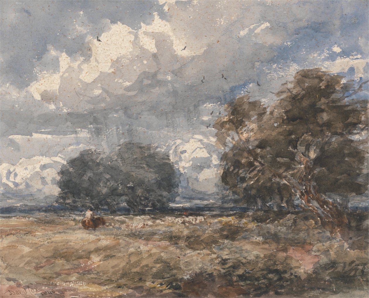 Lauman paimentaminen, tuulinen päivä tekijältä David Cox