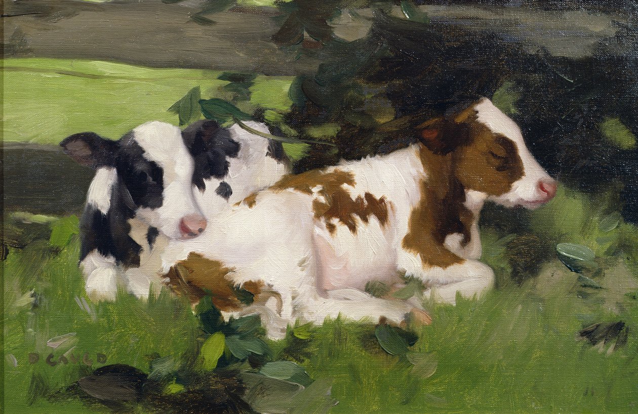 Ayrshire Calves, n. 1890 tekijältä David Gauld