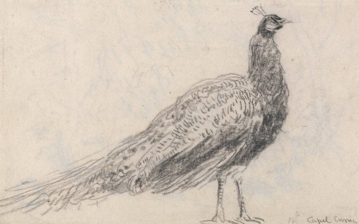 Capel Curigin riikinkukko tekijältä David Cox