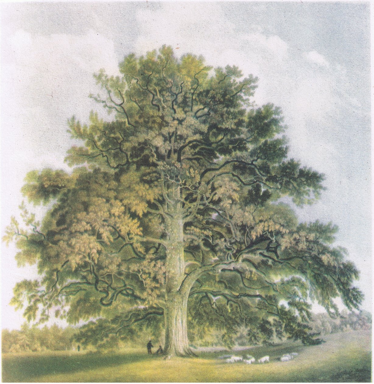 Pollard Willows, Nature in Britain, julkaisija Collins, 1946 tekijältä David Cox