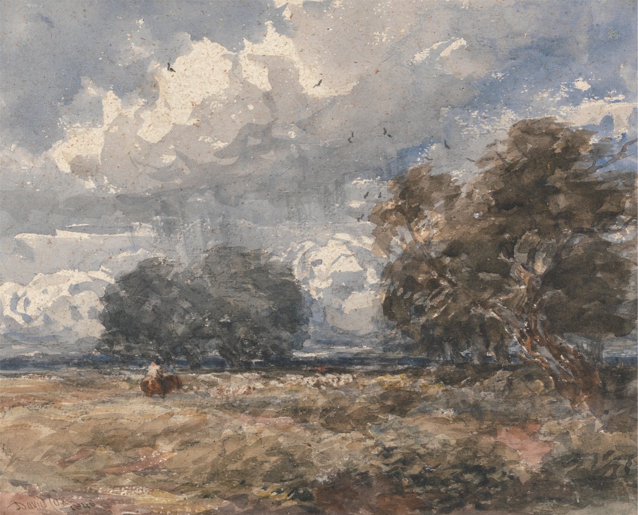 Lauman paimentaminen, tuulinen päivä tekijältä David Cox