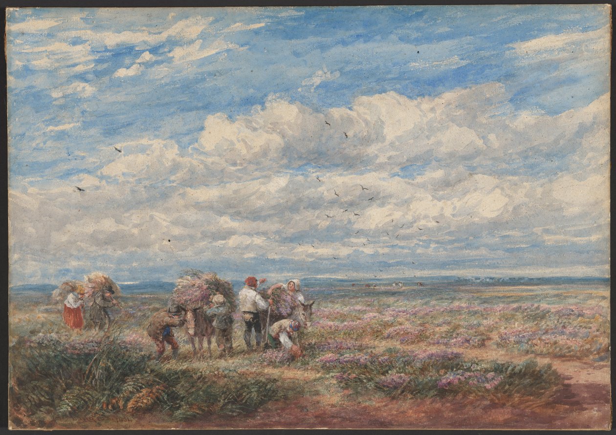 Kanervan tai jansterin kerääjät tekijältä David Cox