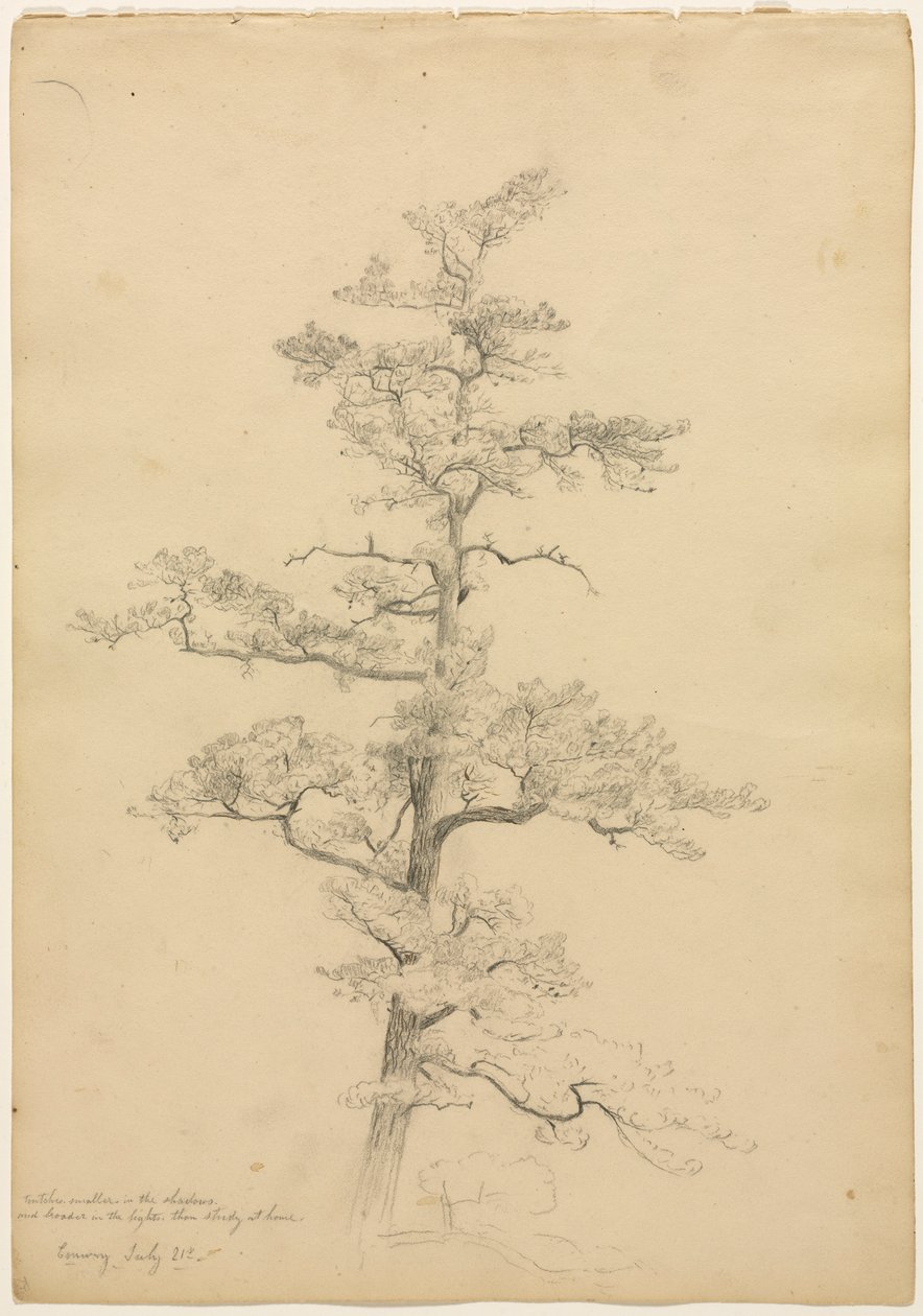 Pine Tree, Conway, New Hampshire recto, c. 1851. tekijältä David Johnson