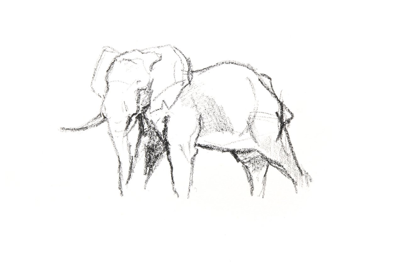 Bull Elephant, 2021 (kynä paperille) tekijältä David Mayer