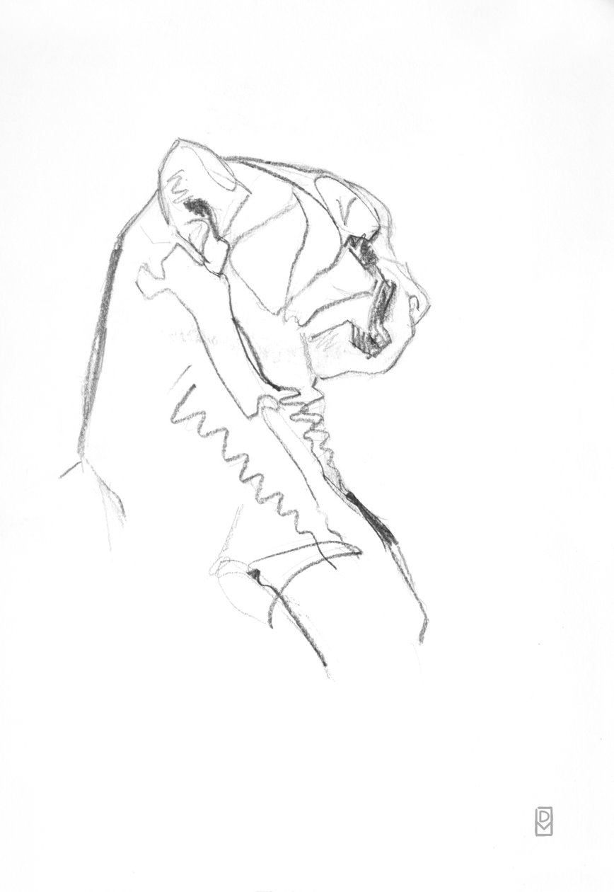 Cheetah, 2014 (grafiitti paperille) tekijältä David Mayer