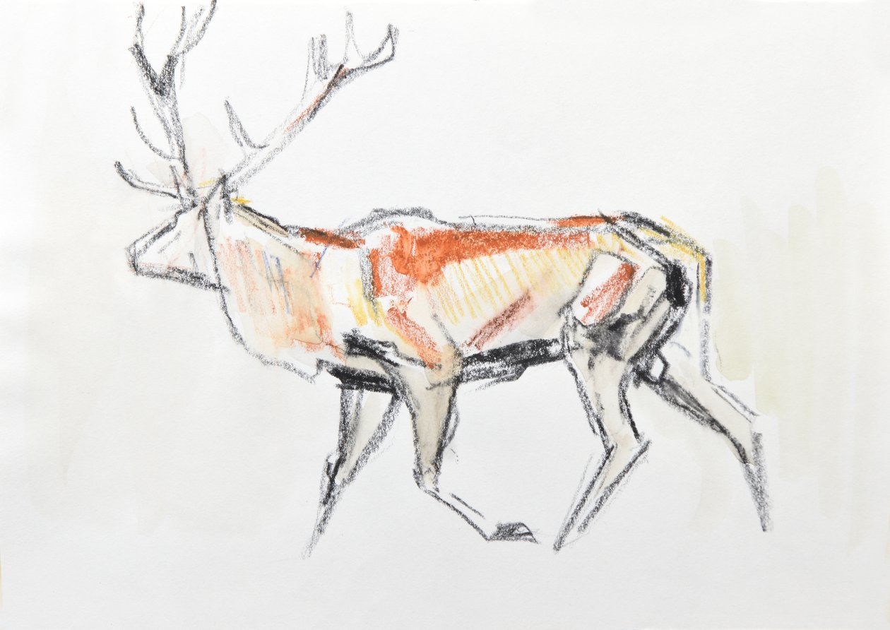 Red Deer Stag, 2020 (akvarelli paperille) tekijältä David Mayer