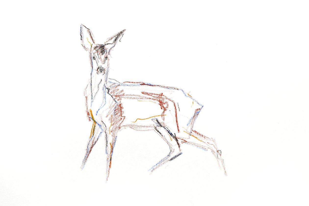 Roe Deer Young, 2021 (kynä paperille) tekijältä David Mayer