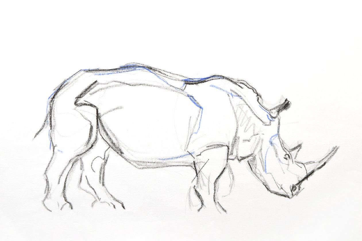 White Rhino, 2021 (liitu ja akvarelli paperille) tekijältä David Mayer