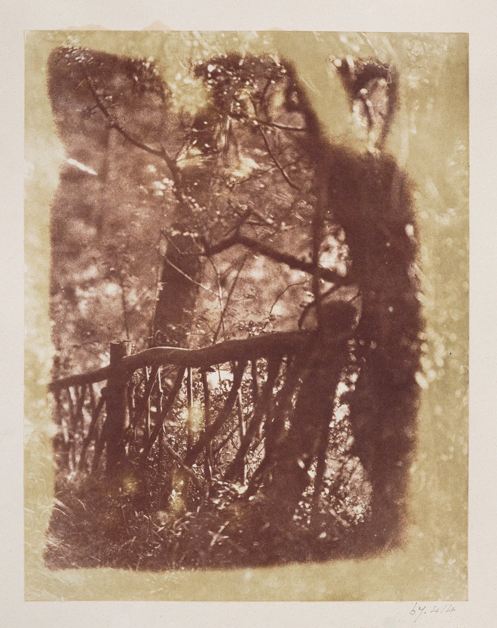 Aita ja puut Colinton Woodissa (suolapaperiprintti kalotyyppinegatiivista) tekijältä David Octavius Hill