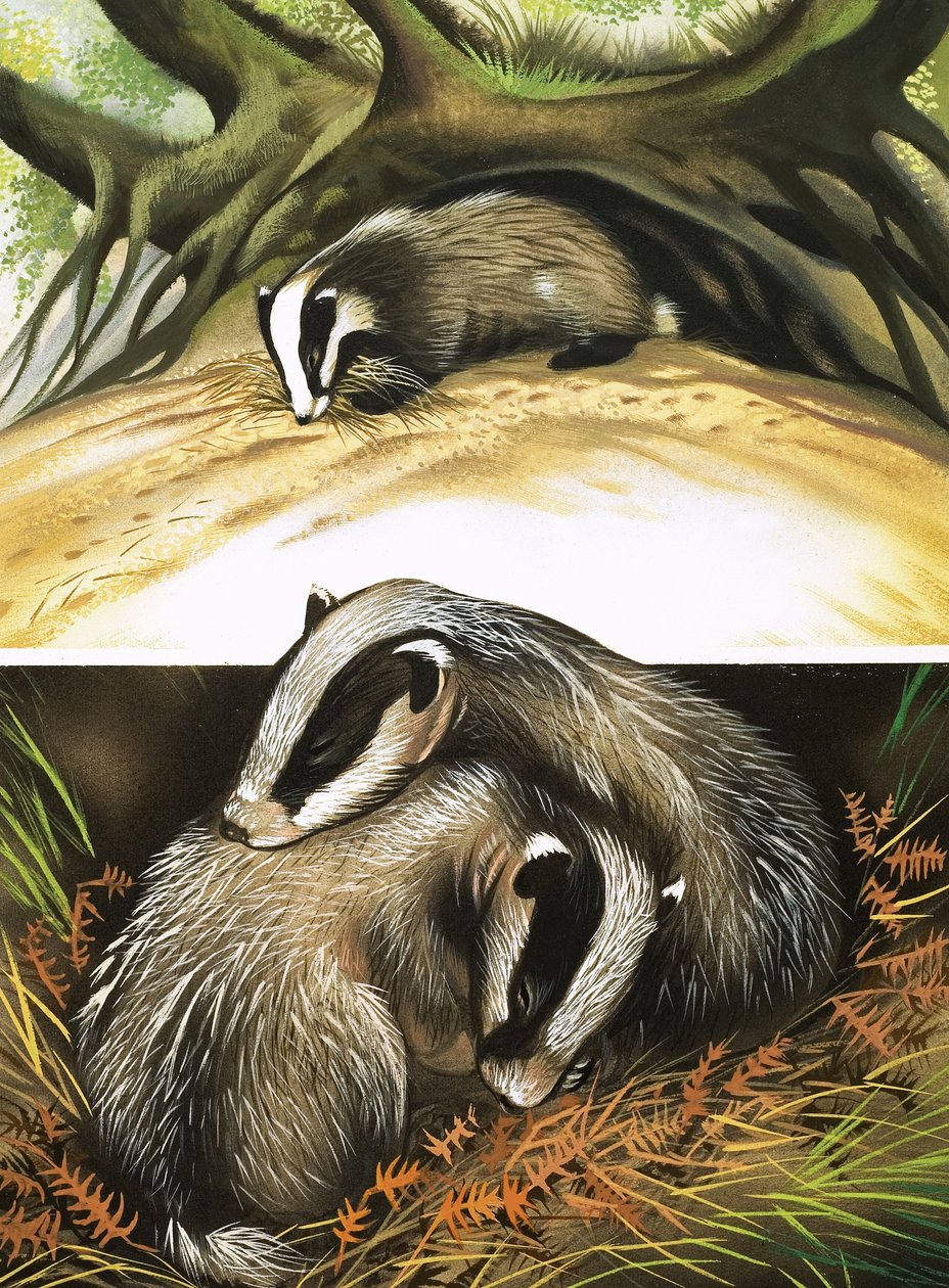 Herra ja rouva Badger kotona tekijältä David Pratt