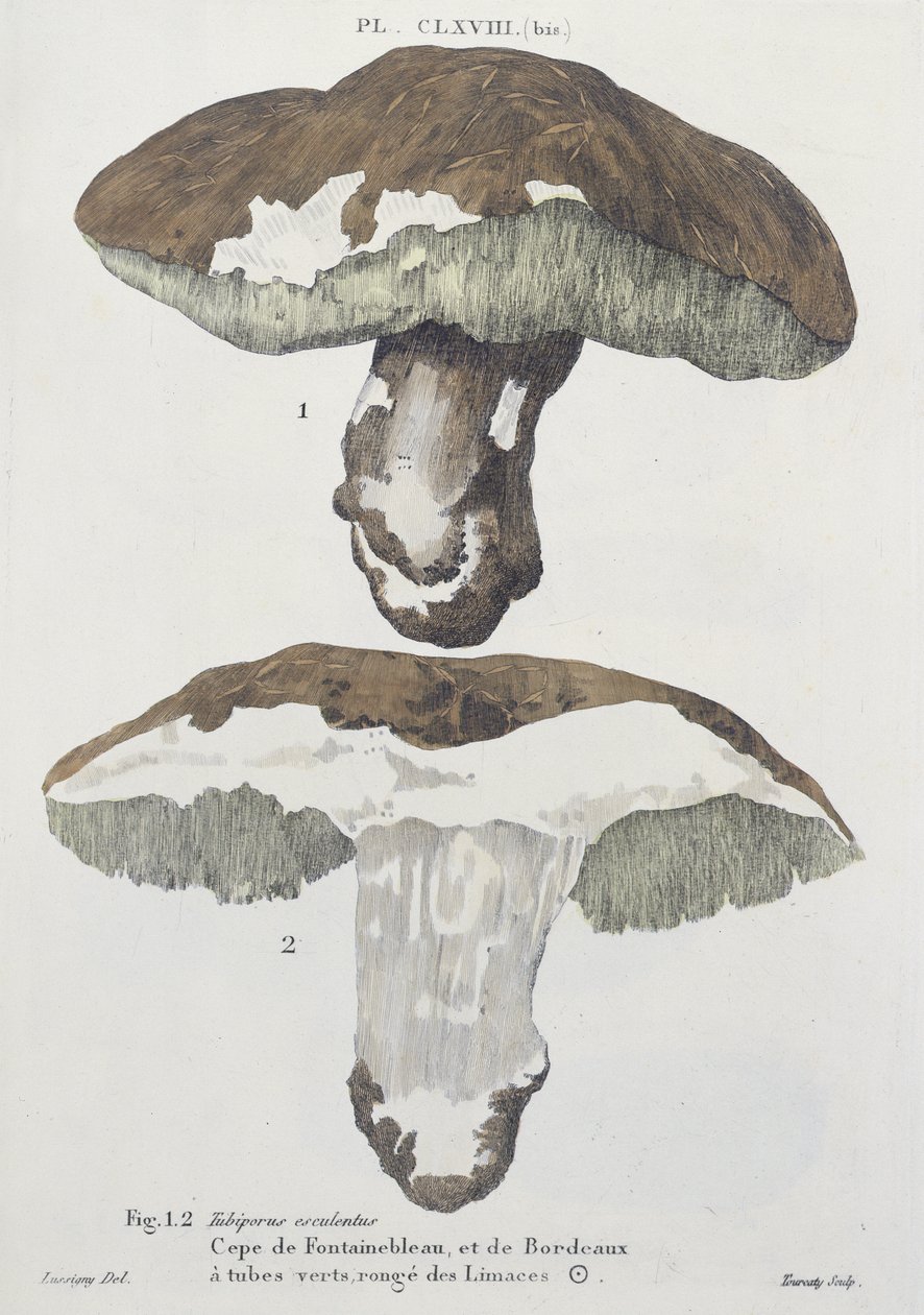 Tubiporus esculentus, levy 168 J. H. Leveillen teoksesta "Iconographie des Champignons de J.J. Paulet", kaivertanut Tourcaty, 1855 tekijältä De Lussigny