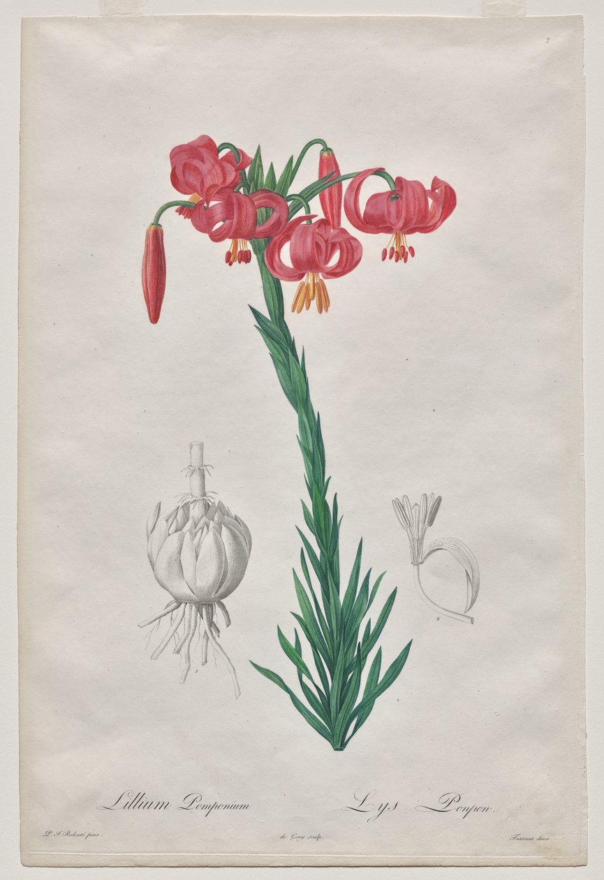 Lillium Pomponium (Turban Lily), levy 7 Les Liliacéesilta tekijältä De Gouy