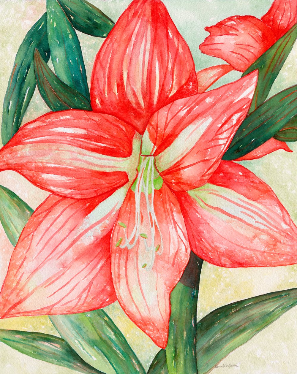 Amaryllis, 2005 (akvarelli) tekijältä Deborah Eve Alastra