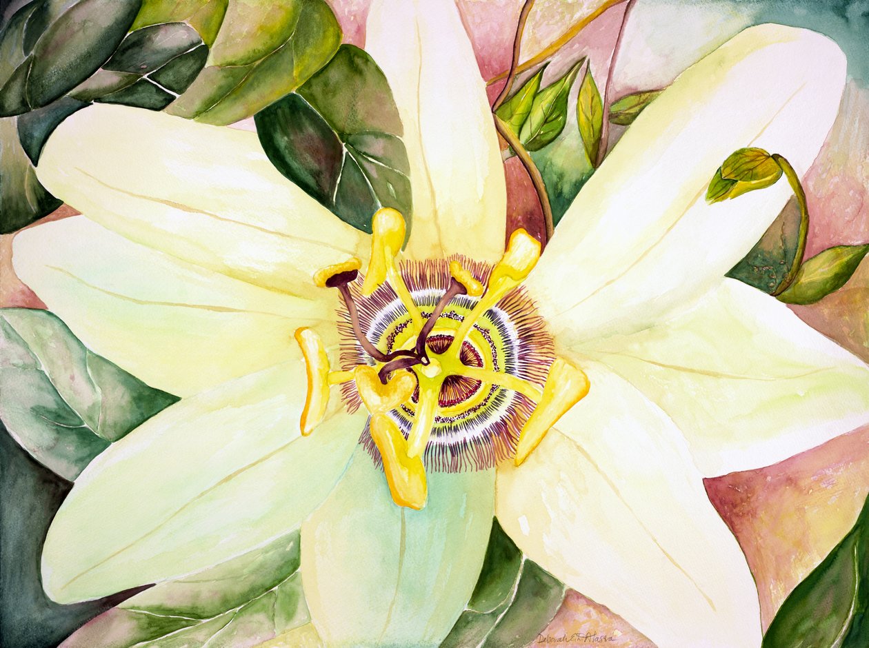 Passionflower, 2007 (akvarelli) tekijältä Deborah Eve Alastra