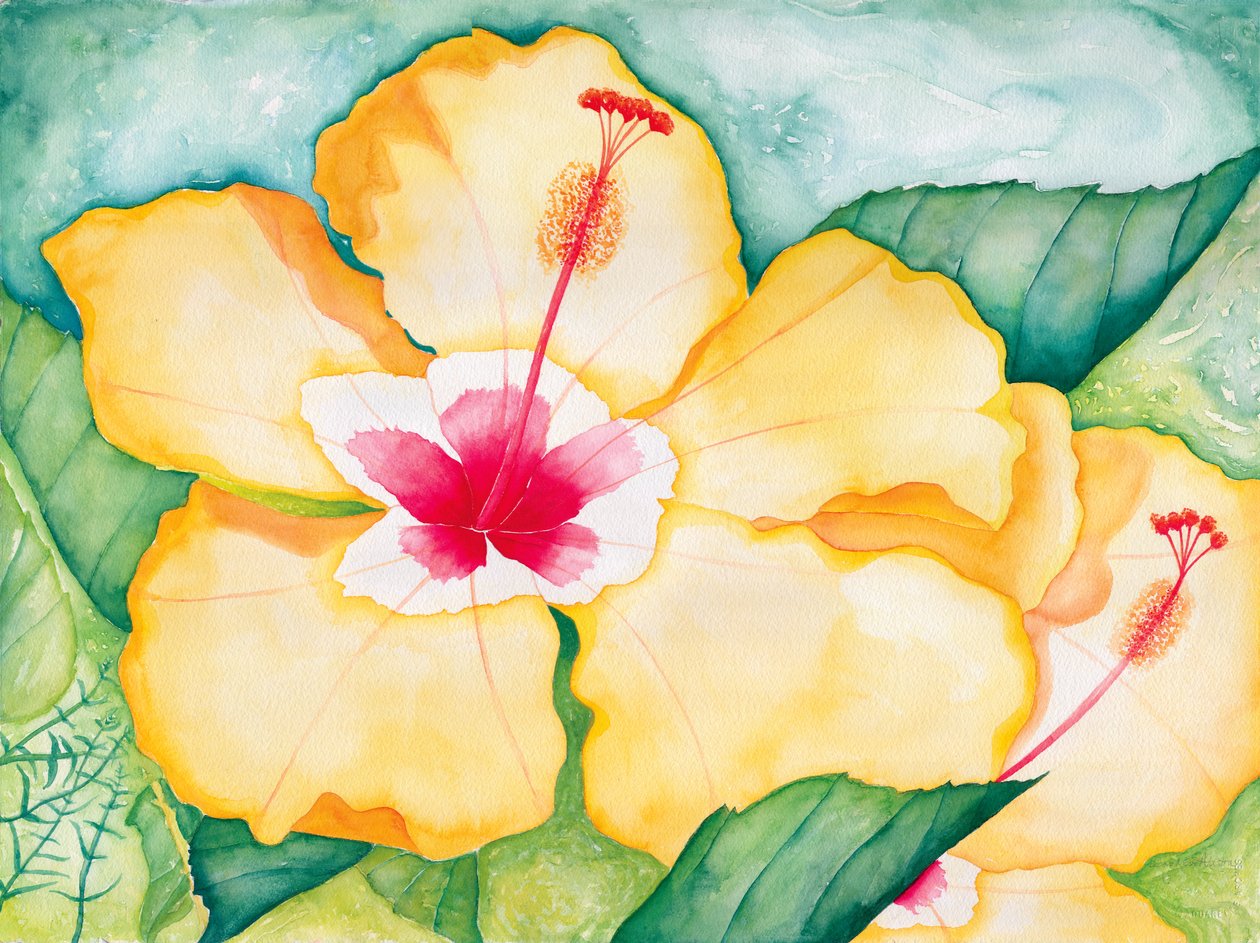 Keltainen hibiskus, 2006 (akvarelli) tekijältä Deborah Eve Alastra