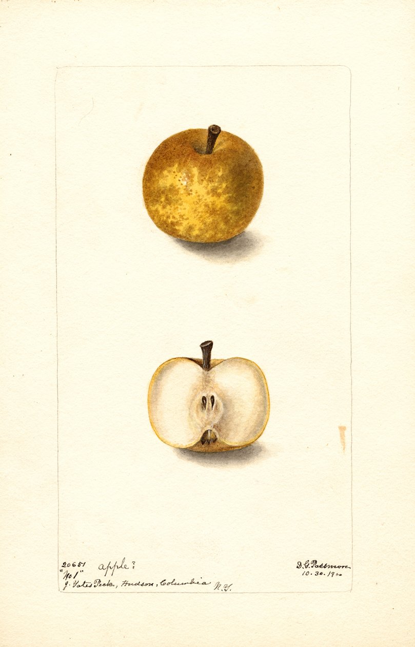 Omenat (Malus domestica: nro 1) (vesiväri) tekijältä Deborah Griscom Passmore