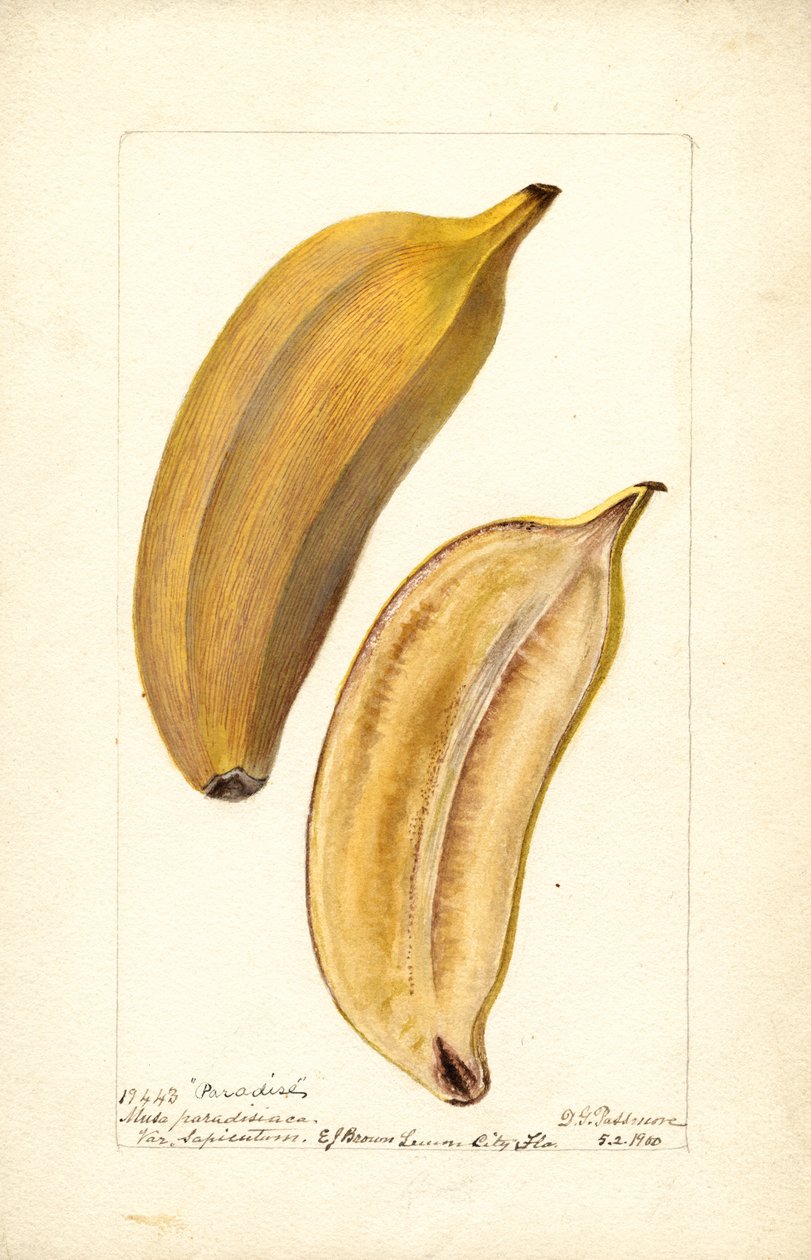 Banaanit (Musa: Paratiisi) (WC) tekijältä Deborah Griscom Passmore