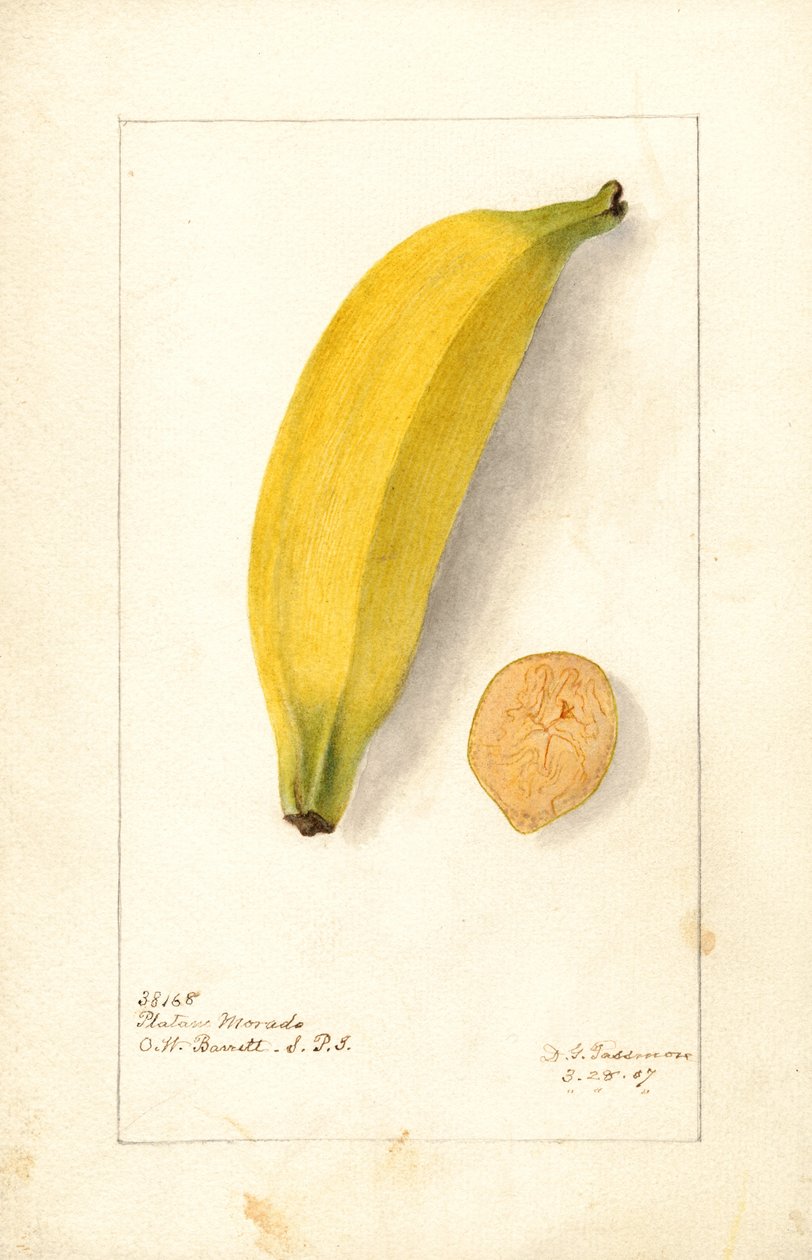 Banaanit ( Musa: Purppurabanaani) (akvarelli) tekijältä Deborah Griscom Passmore