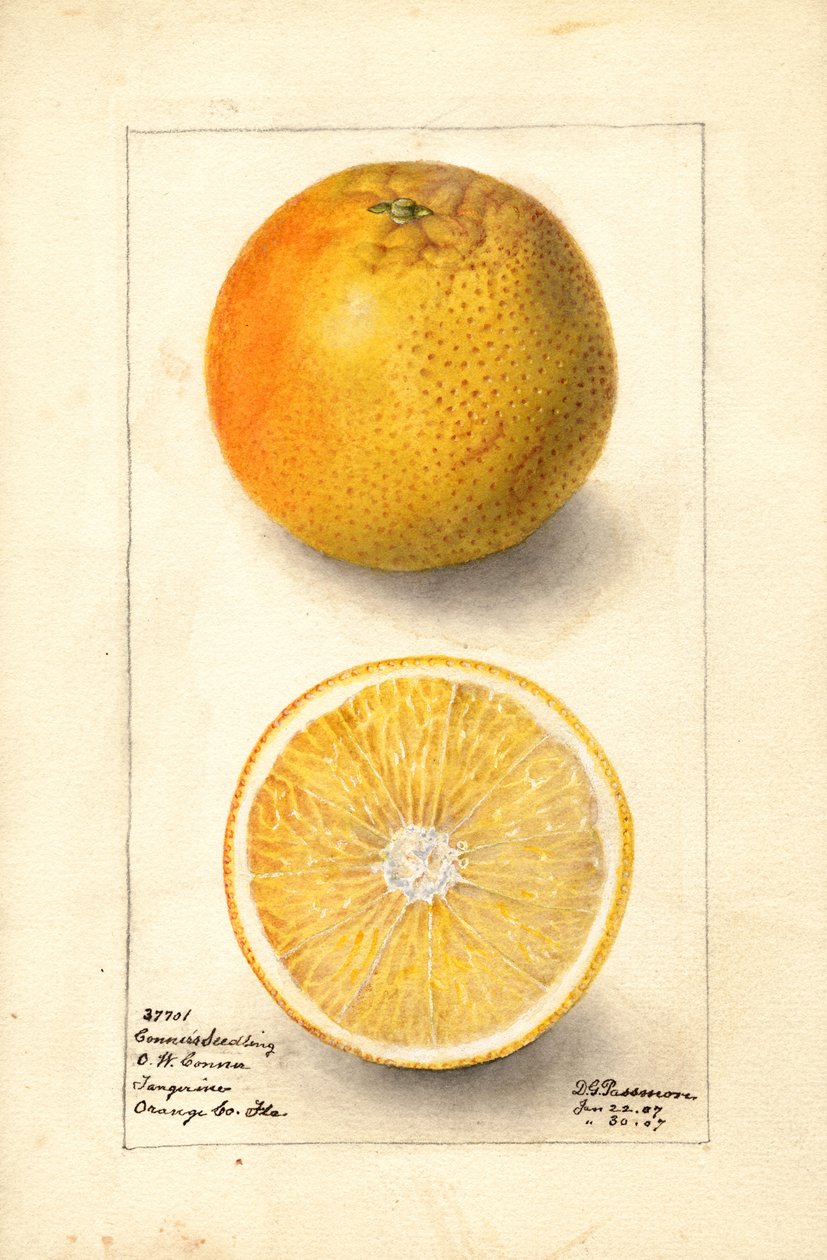 Connersin taimi Appelsiinit ( Citrus sinensis) (vesiväri) tekijältä Deborah Griscom Passmore