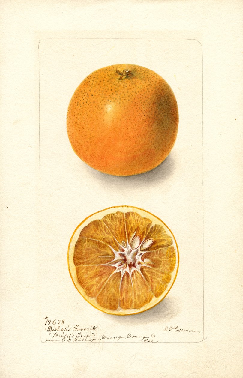 Appelsiinit (Citrus sinensis: Bishops Favorite) (vesiväri) tekijältä Deborah Griscom Passmore
