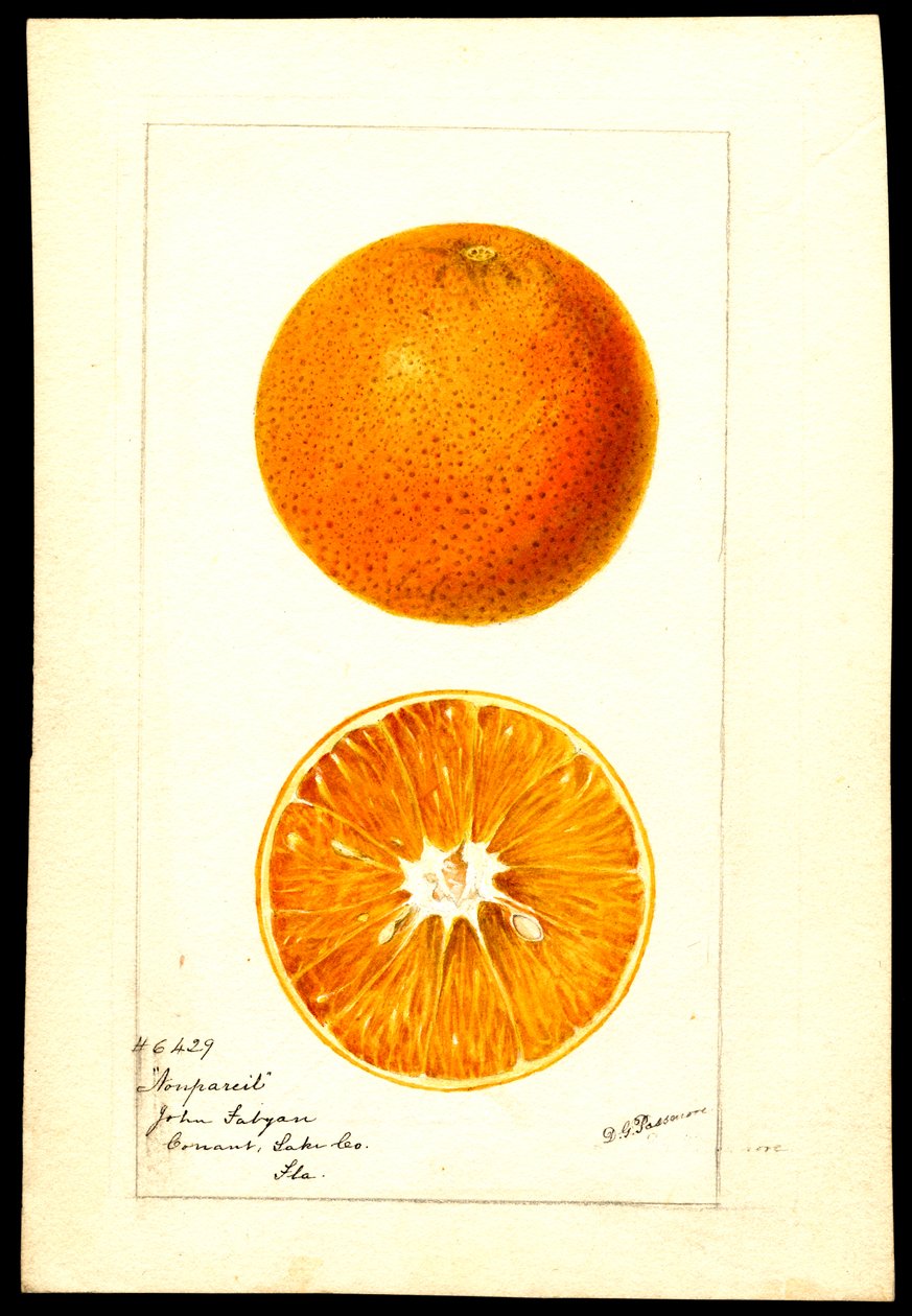 Appelsiinit. Citrus sinensis: Nonpareil (vesiväri paperille). tekijältä Deborah Griscom Passmore