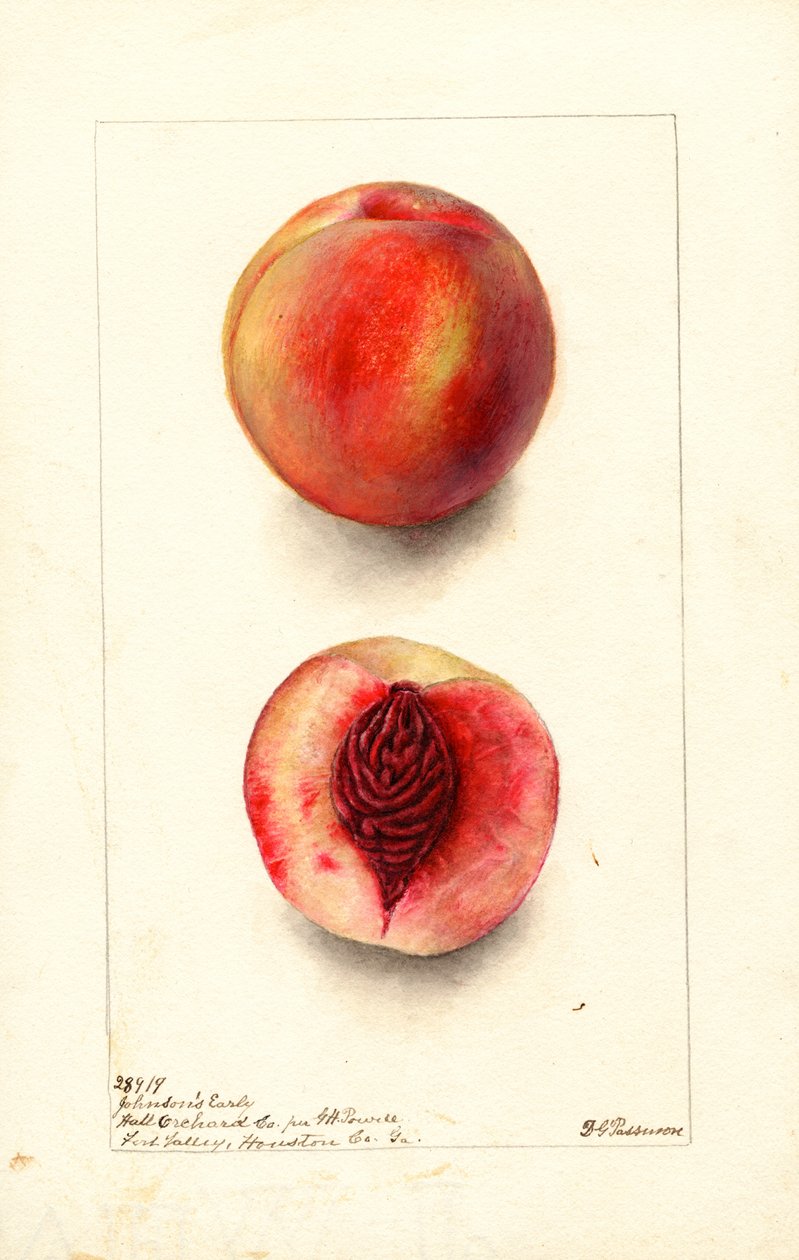Persikat (Prunus persica: Johnsons Early) (vesiväri) tekijältä Deborah Griscom Passmore