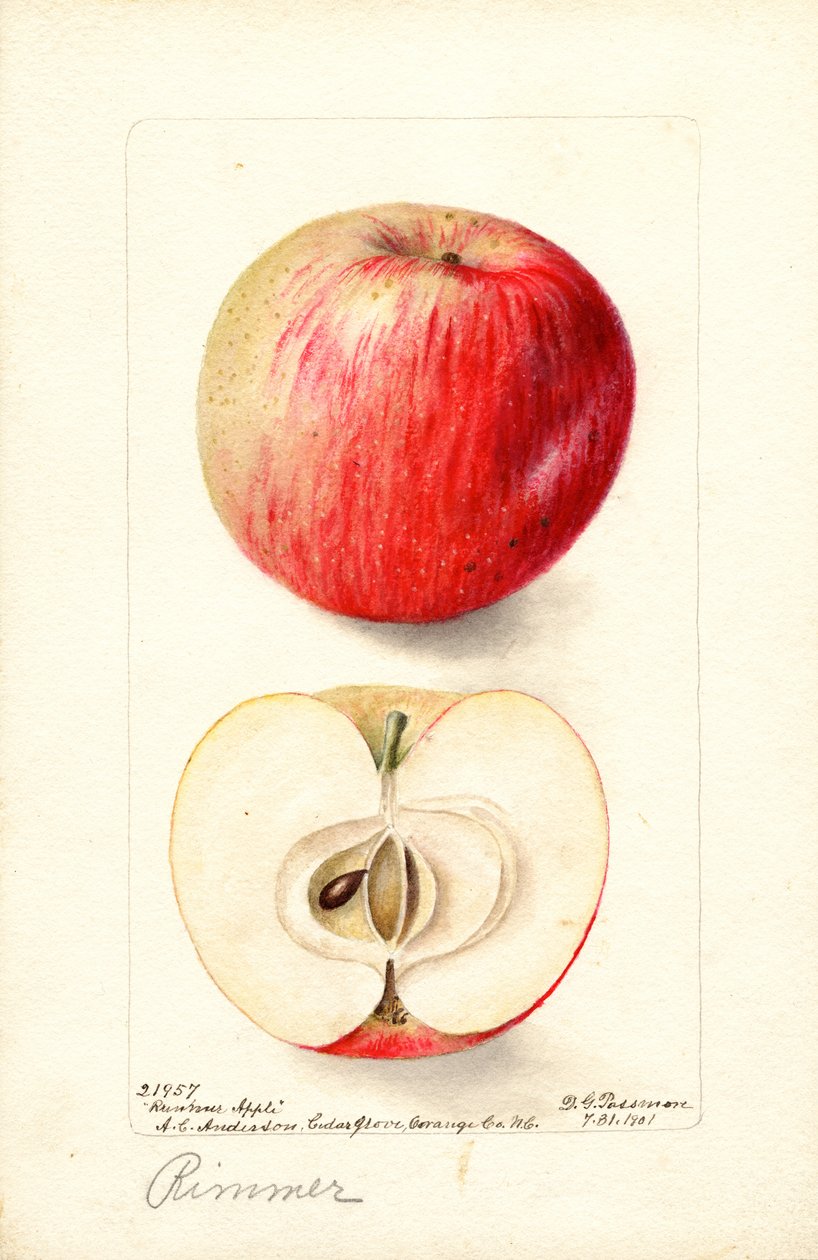 Rimmer-omenat (Malus domestica) (vesiväri) tekijältä Deborah Griscom Passmore