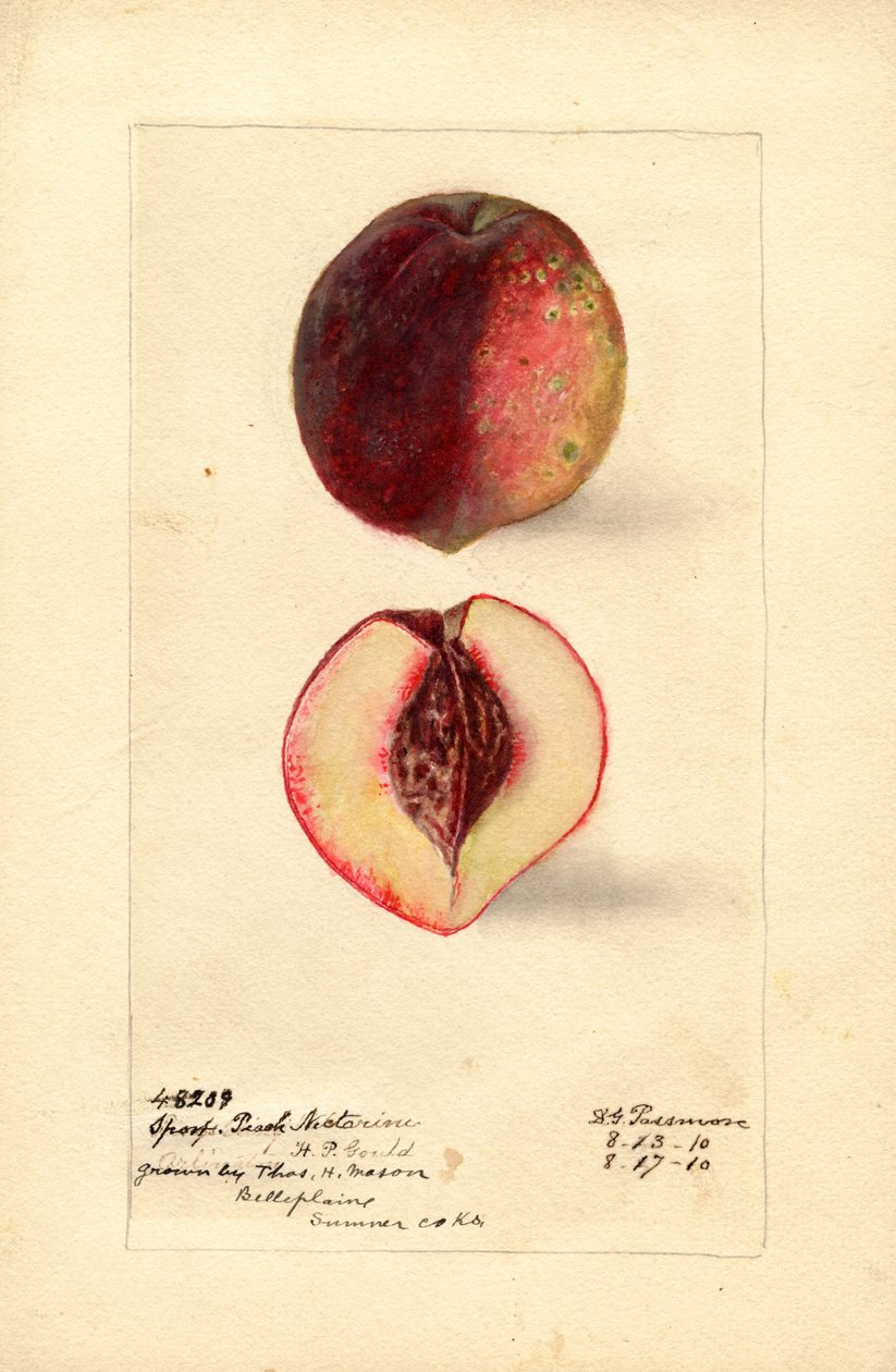 Urheilu Persikka Nektariini (Prunus persica) (akvarelli) tekijältä Deborah Griscom Passmore